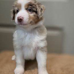 Purple - Red merle female Miniature American Shepherd puppy in Statesboro, Georgia from Azure Miniature American Shepherds