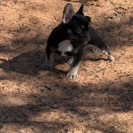 Teddy - Tricolors male French Bulldog puppy in Minco, Oklahoma from Findley’s Furbabies