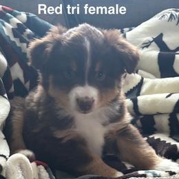 Miniature American Shepherd Puppies from Anchored Roots Miniature American Shepherds