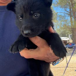 Pink - Black female German Shepherd puppy in Descanso, California from KVA Shepherds