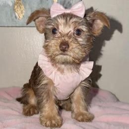 Yorkshire Terrier puppies from Everyonelovesyorkies