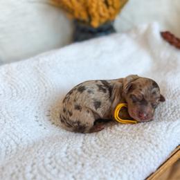 Peanut - Merle female Goldendoodle puppy in New Harmony, Indiana from Cottonwood Farms