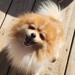Bam Bam - Pomeranian