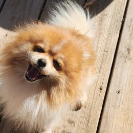 Bam Bam - Pomeranian