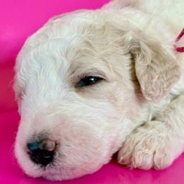 Mary - Parti female Goldendoodle puppy in Western Massachusetts, Massachusetts from Magical Goldendoodles of Pioneer Valley, MA
