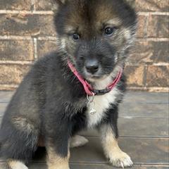 Kotoko- Milgram girl - Black sesame female Shikoku puppy in Tribbey, Oklahoma from Osaka Ninken Shikoku