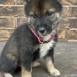 Kotoko- Milgram girl - Black sesame female Shikoku puppy in Tribbey, Oklahoma from Osaka Ninken Shikoku