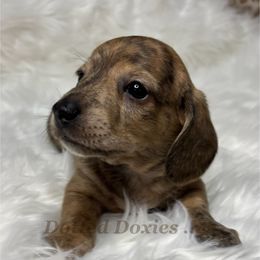 Gomez - Brindle male Dachshund puppy in Havana, Florida from Dotted Doxies