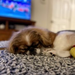 Pekingese Puppies from Della Serra Pekingese