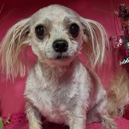 Toto - Morkie