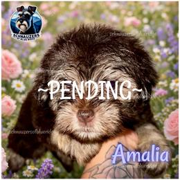 Amalia - PENDING - Liver female Miniature Schnauzer puppy in Spruce Pine, North Carolina from Schnauzers of Blue Ridge