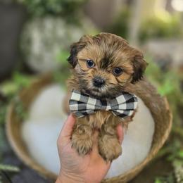 Tiny Sailor - Brindle male Shih Tzu puppy in Hartville, Missouri from Petty Paws