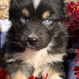 Eddie - Black tri-color male Australian Shepherd puppy in Butler, Georgia from Aussies at Howling Hill Farm