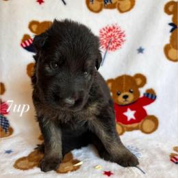 7up - Black and red female German Shepherd puppy in Coplay, Pennsylvania from By My Side Germans Shepherds & Dobermans