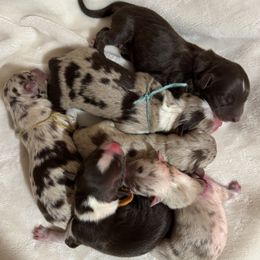 Australian Shepherd puppies from Aussies Of Circle H