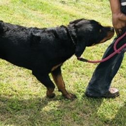 Hades, Jr. - Rottweiler