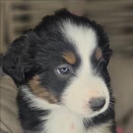 Nina - Black tri female Miniature Australian Shepherd puppy in Lincoln, California from Elegant Aussies
