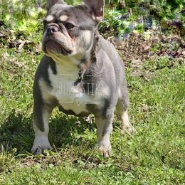 Glacial - French Bulldog