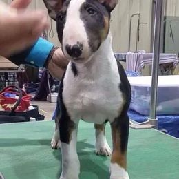 Miniature Bull Terriers from Spitfire Miniature Bull Terriers