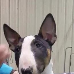 Miniature Bull Terriers from Spitfire Miniature Bull Terriers