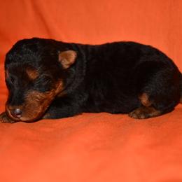 Crisp - Black and tan male Welsh Terrier puppy in Draper, Virginia from Shady Oaks WFT