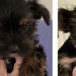 Yorkshire Terriers from It’s a Parti Yorkies