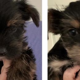 Yorkshire Terriers from It’s a Parti Yorkies