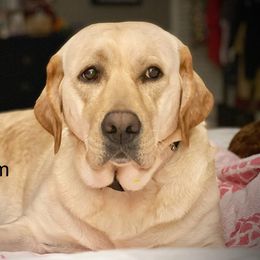 Maggie - Labrador Retriever
