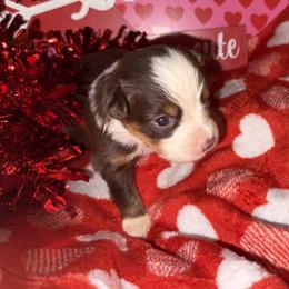 Red tri male - Red tri male Miniature Australian Shepherd puppy in Graham, North Carolina from Thompson Farm Mini Aussies