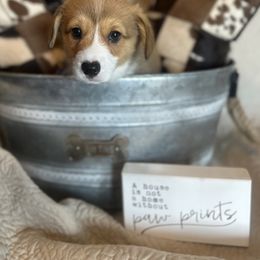Pembroke Welsh Corgi Puppies from Firehorse Farmdogs