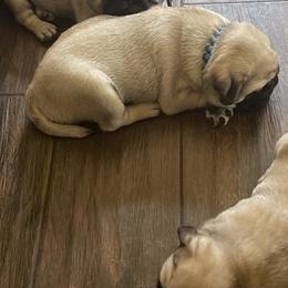 Bulldog and Pug Puppies from Love that bulldog lewter family