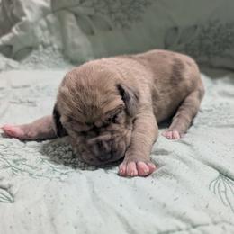 Miss Peregrine - Merle female Great Dane puppy in Pollock, Louisiana from Danes Done Right