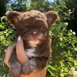 Teddy - Chocolate and white male Chihuahua puppy in Citrus Heights, California from Golden State Chihuahuas