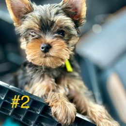 Yorkshire Terrier Puppies from TX Yorkies