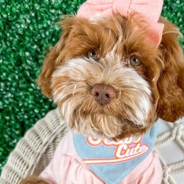 Maizie - Australian Labradoodle