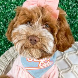 Maizie - Australian Labradoodle