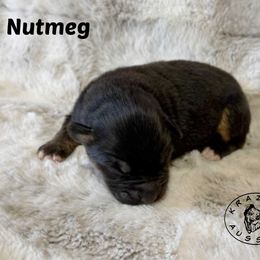 Nutmeg - Black tri female Miniature Australian Shepherd puppy in Garden Plain, Kansas from Krazy K Aussies