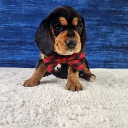 Ryder - Black tan and white male Beagle puppy in Pottersville, Missouri from Lovan's Spring Creek Kennel