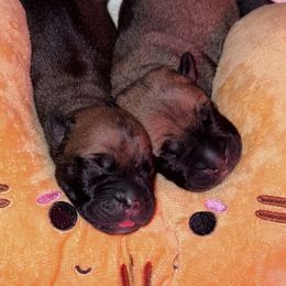 Sally - Red female Bullmastiff puppy in Cedar Creek, Texas from Burns Family Ranch " BFR Bullies"