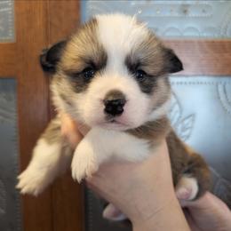 Viggo - Red male Pembroke Welsh Corgi puppy in Coleman, Michigan from Salt Creek Farm Dogs
