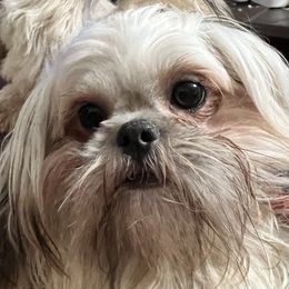 Shih Tzus and Shorkies from Wilson Kennel