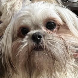 Shih Tzus and Shorkies from Wilson Kennel