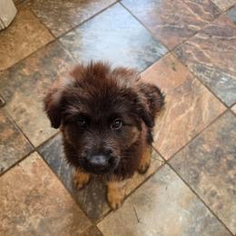Signal - Black and red male German Shepherd puppy in Columbus, Indiana from Stony Lonesome GSD