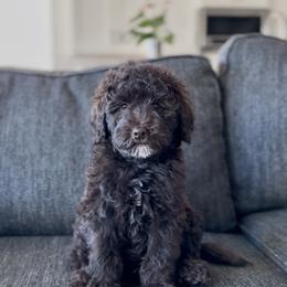Truffle - Chocolate male Goldendoodle puppy in St George, Utah from Doodle Bears of Southern Utah