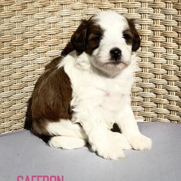 Saffron - Sable female Aussiedoodle puppy in Henry, Illinois from Rowe Farms Doodles