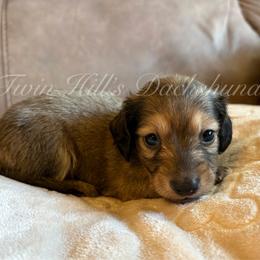 Clarabella - Cream female Dachshund puppy in Jonesboro, Illinois from Twin Hills Dachshunds
