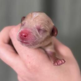 Mordecai - Red male Dachshund puppy in Burleson, Texas from Sarah’s Dachshies