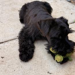 Houston - Black male Miniature Schnauzer puppy in Moreno Valley, California from Sheila's Schnauzers