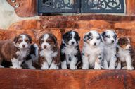Australian Shepherd puppies