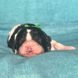 Cupid - Parti male Labradoodle puppy in Monticello, Georgia from Daylin’s Doodles & Labradors